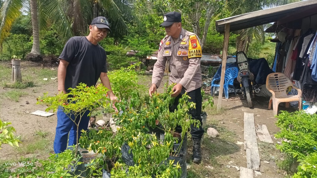 Bhabinkamtibmas Polsek Rangsang Barat Tinjau Perkebunan Cabai Warga