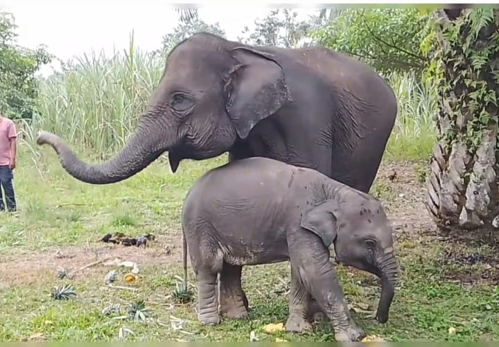 Tiga Gajah Betina di Riau Mati, Populasi Terancam Punah