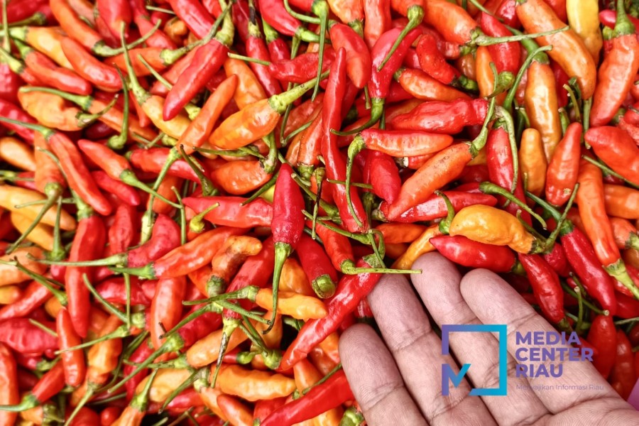 Harga Cabai Rawit Merah Tembus Rp100 Ribu Per Kilogram Di Kuansing