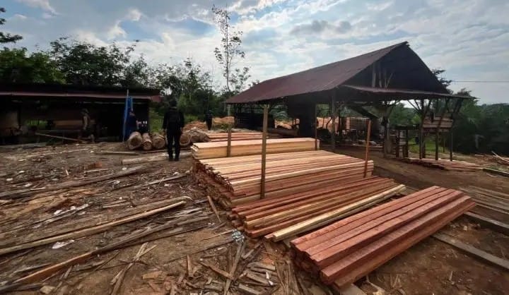 Gerebek Sawmill Ilegal, Polda Riau Sita Kayu Olahan Hasil Illegal Logging