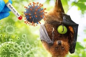 Antisipasi Virus Nipah, Dinas PKH Riau Perketat Pengawasan dan Deteksi Dini