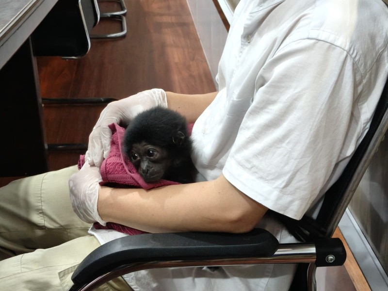 Polresta Pekanbaru Bongkar Jual Beli Satwa Dilindungi, Owa Dijual Rp 10 Juta