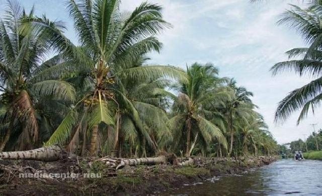 Ini Daftar Harga Produk Komoditi Perkebunan di Riau