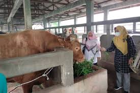 193 Ekor Sapi Kasus PMK di Riau Berhasil Sembuh