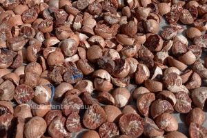 Minggu Ini Harga Pinang Kering di Riau Rp10.562 per Kg