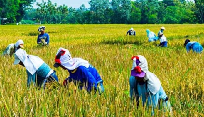 Sektor Pertanian di Riau Menopang Pertumbuhan Ekonomi Masa Pandemi