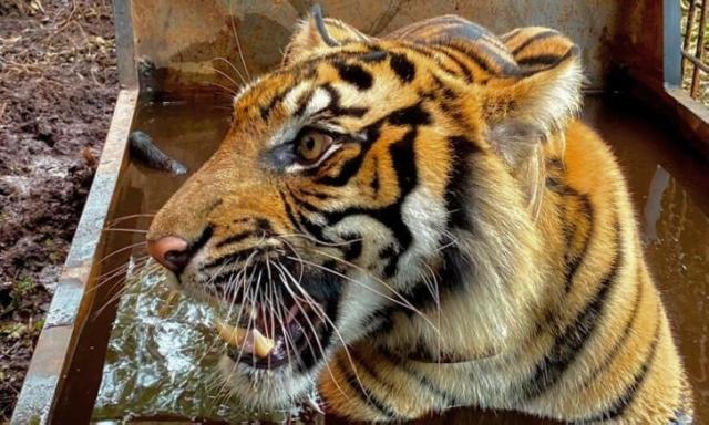Masuk Perangkap, Harimau Sumatera di Teluk Lanus Dibawa ke Pekanbaru