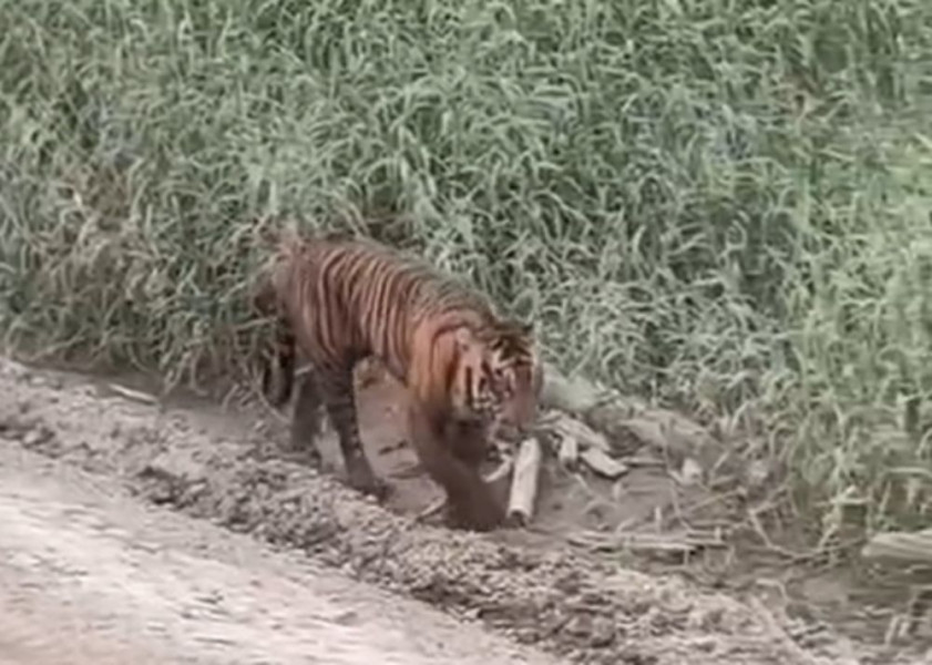Harimau Muncul di Area Konsesi Pelalawan, Begini Penjelasan BBKSDA Riau