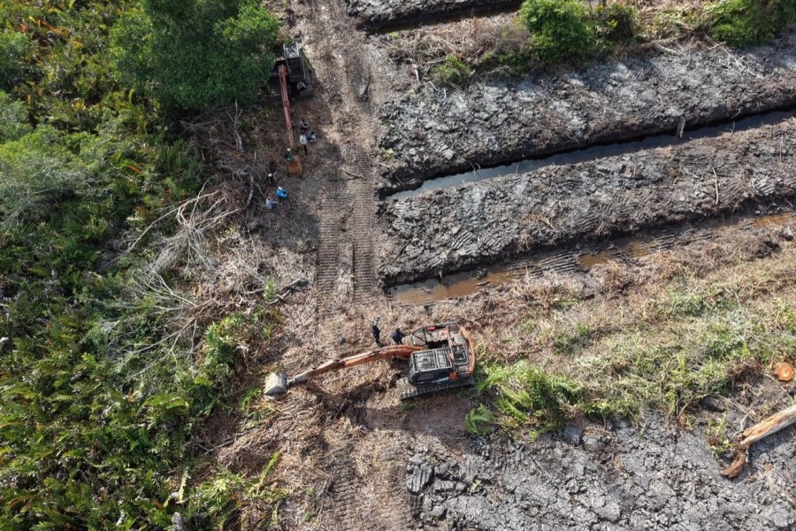 Polda Riau Selidiki Dugaan Perusakan Hutan Mangrove di Rokan Hilir