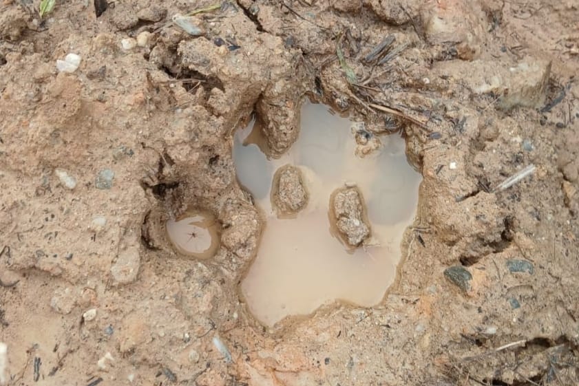 Bukan Penyusup, Harimau yang Viral di Siak Sedang Napak Tilas di Rumah Sendiri