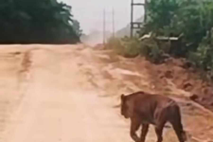 Harimau Dewasa Melintas di Jalan Zamrud Siak, BBKSDA Riau Turunkan Tim