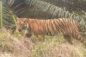 Duel Dengan Harimau Sumatera, Pekerja Kawasan Konsesi Pelalawan Selamat