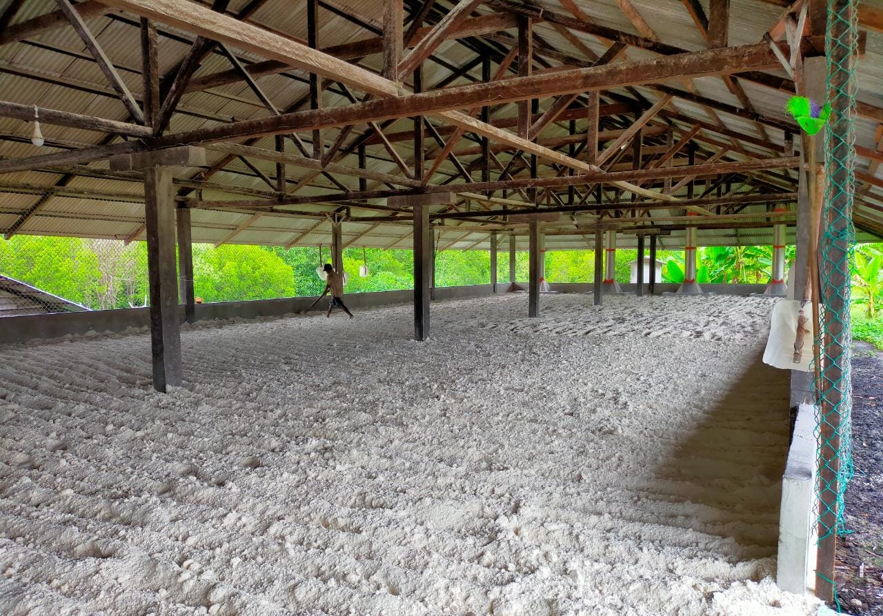 Berikut Harga Pinang Kering, Kelapa Butir, Bokar, Kopra dan Sagu Basah di Riau Minggu Ini