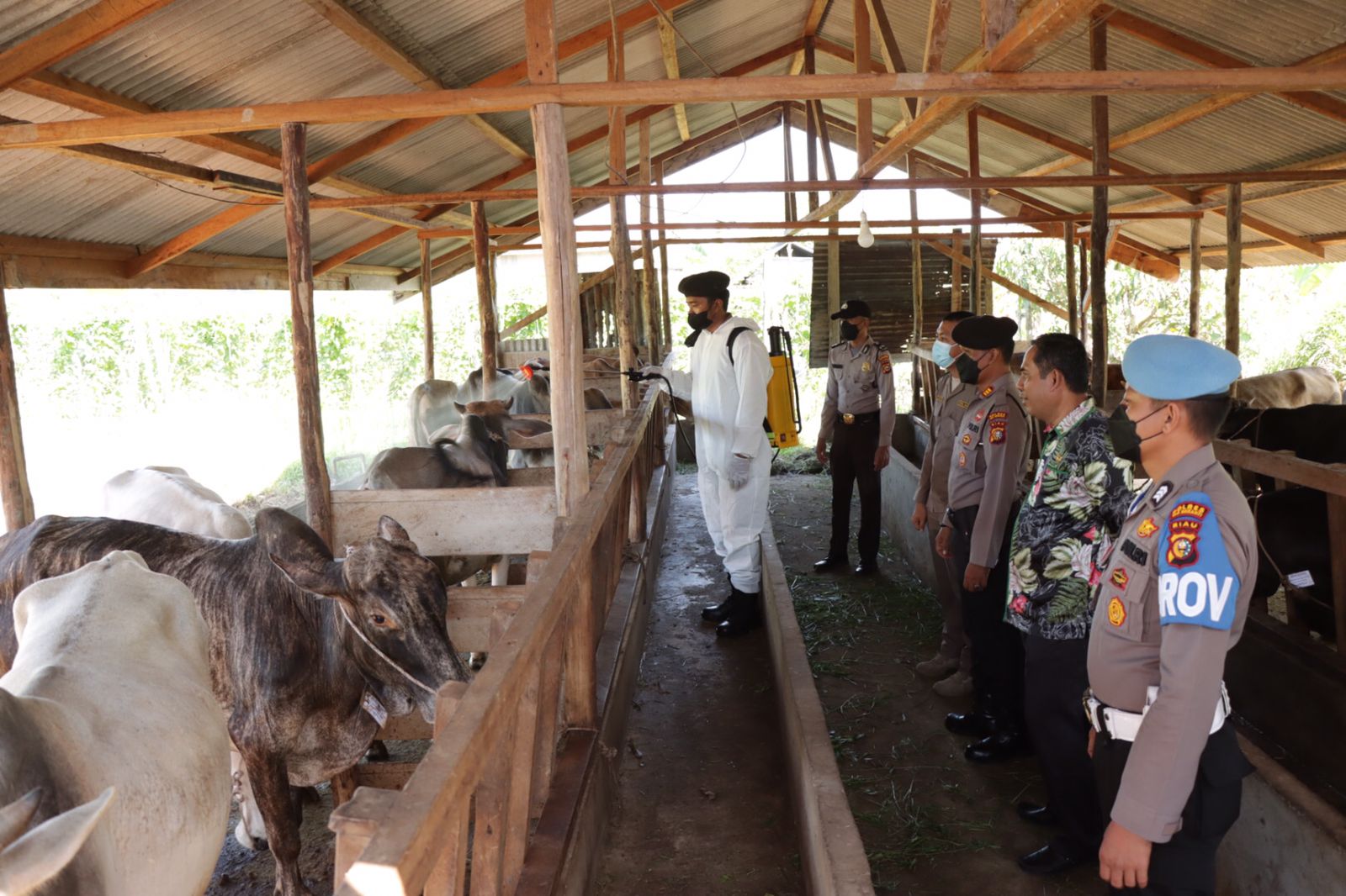 Petugas Polres, Disnak dan Balai Karantina Semprotkan Disinfektan Terhadap Puluhan Ternak