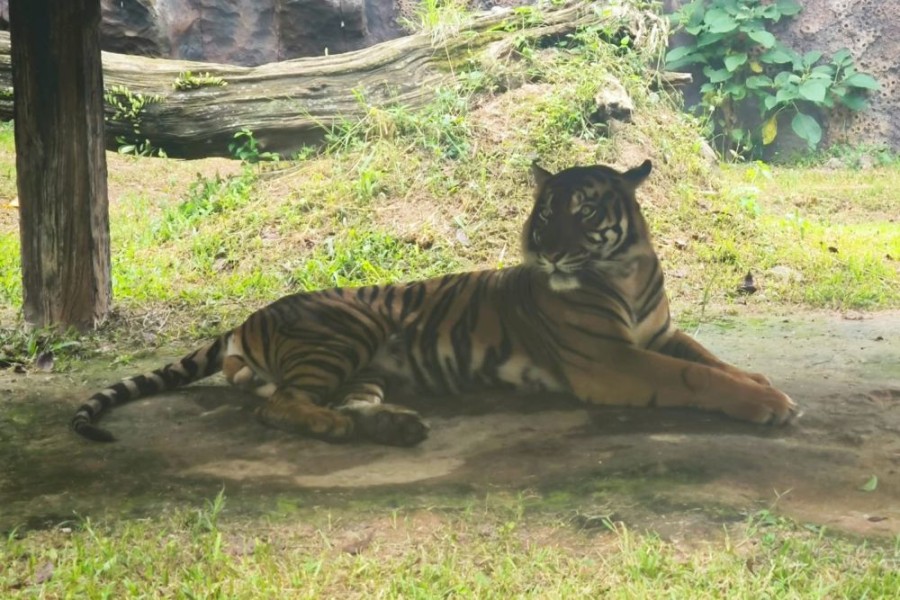 Plt Gubri SF Hariyanto Imbau Masyarakat Cari Tempat Aman Jika Lihat Harimau